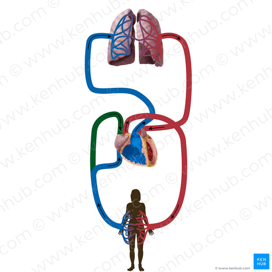 Superior vena cava (#19836)