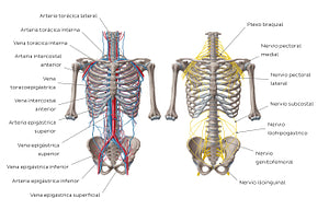 Nerves and vessels of the anterior thoracic wall (Spanish)