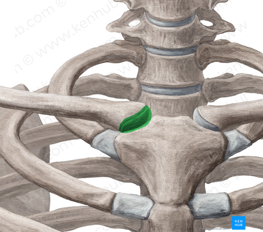 Sternoclavicular joint (#2086)