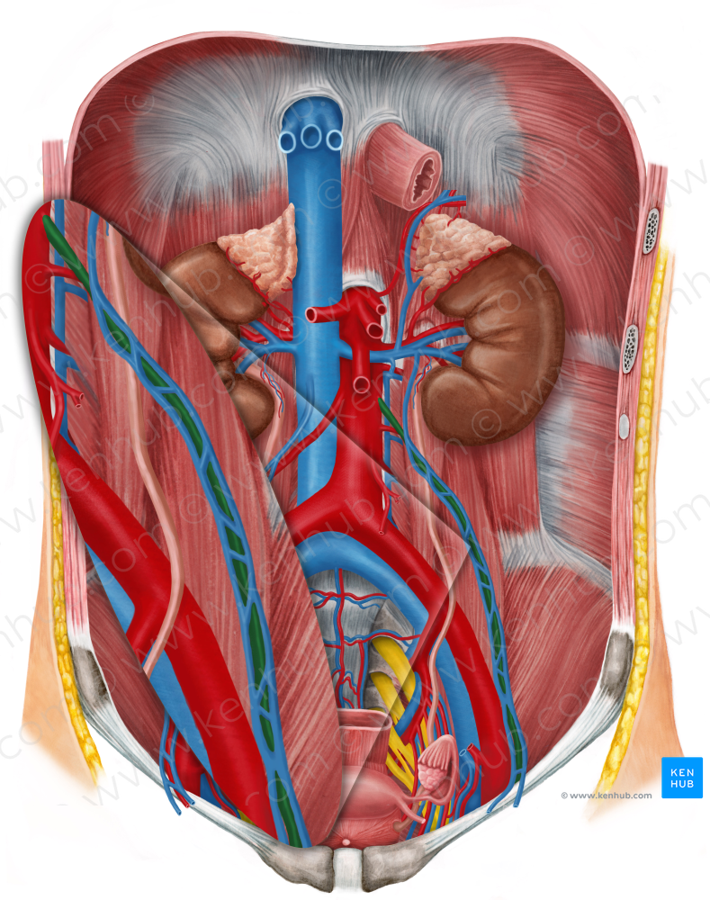 Left ovarian artery (#1577)