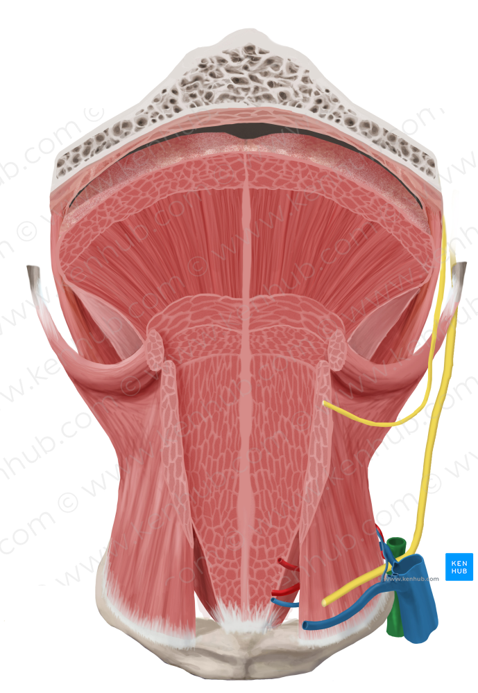 External carotid artery (#965)