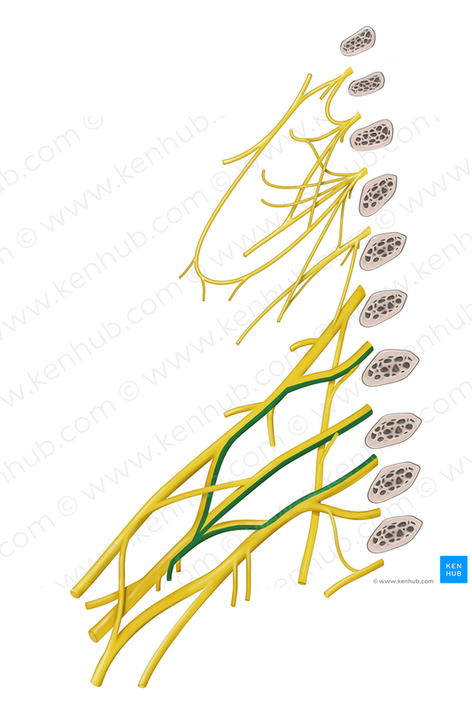 Thoracodorsal nerve (#6813)