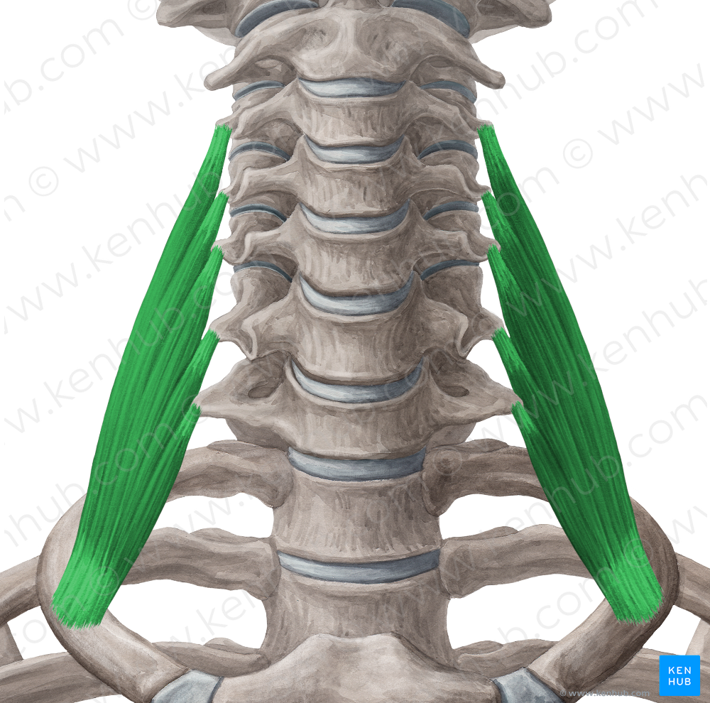 Scalenus medius muscle (#5911)