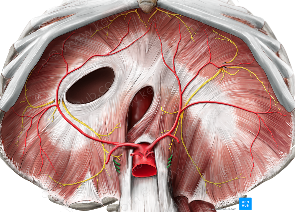 Thoracic splanchnic nerves (#6273) – Kenhub Image License Store