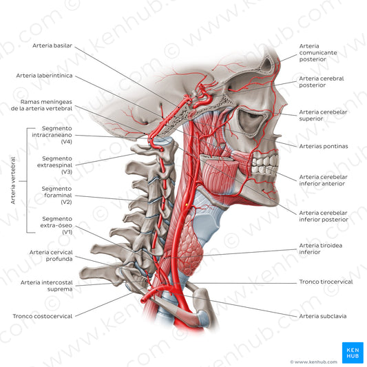 Arteries of the head: Vertebral artery (Spanish)