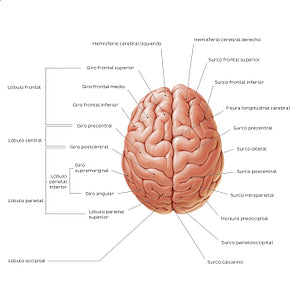 Superior view of the brain (Spanish)