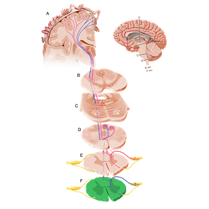 Lumbar part of spinal cord (#12093)