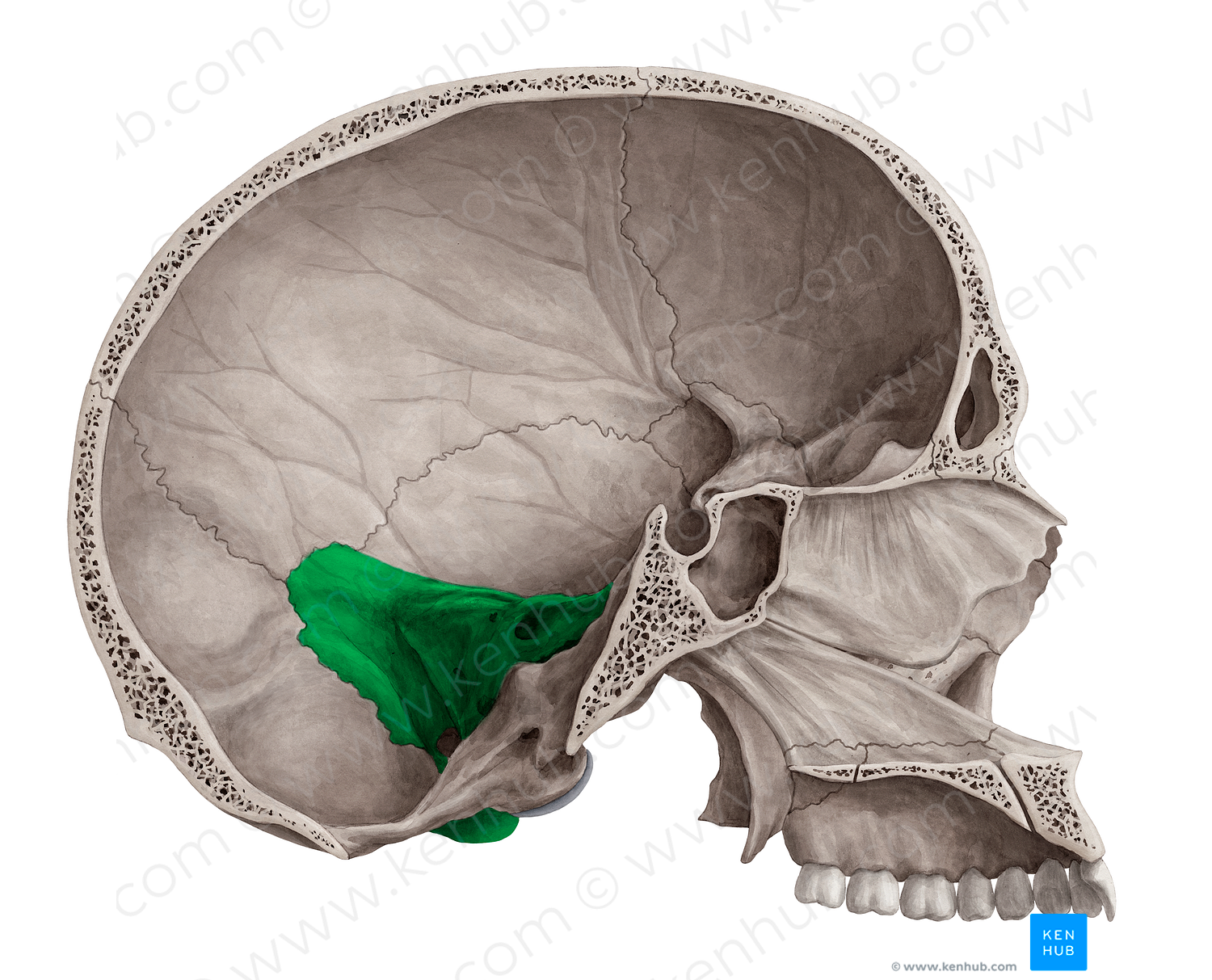 Petrous part of temporal bone (#20137)