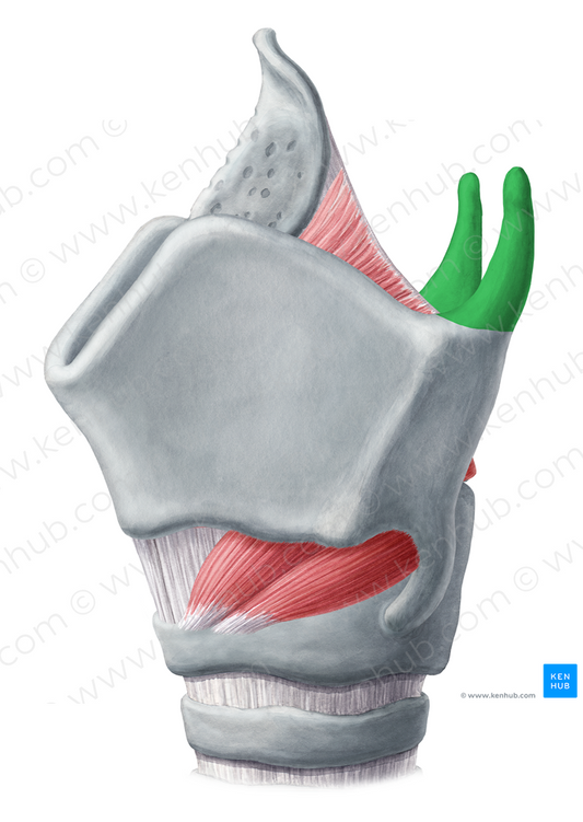 Superior horn of thyroid cartilage (#2876)