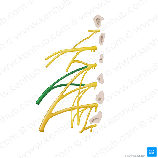 Lateral femoral cutaneous nerve (#12879)