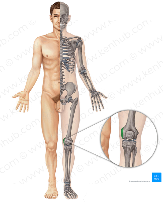 Medial epicondyle of femur (#3401)