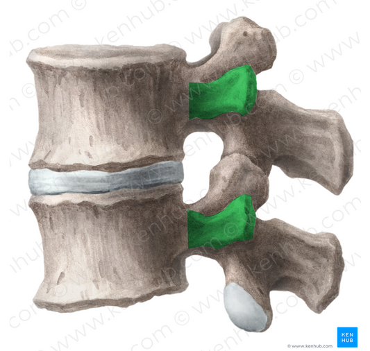 Transverse process of lumbar vertebra (#8205)