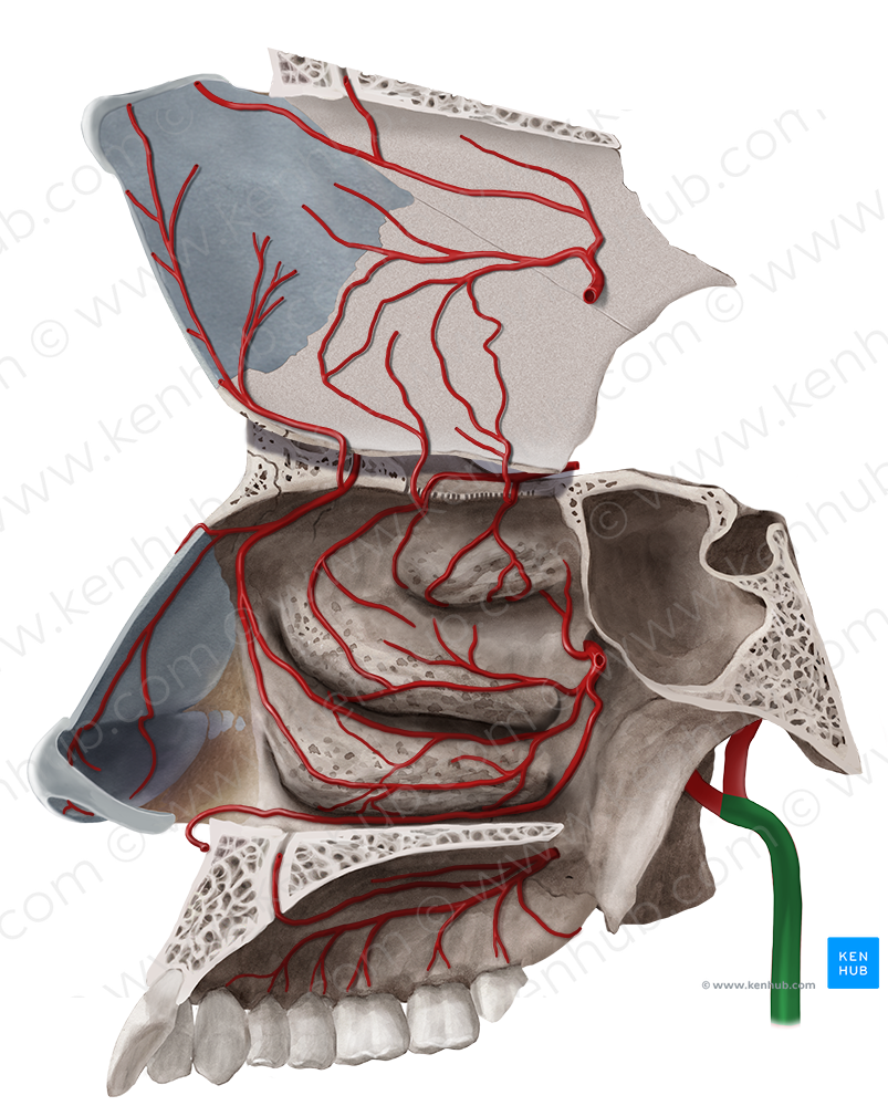 External carotid artery (#957)