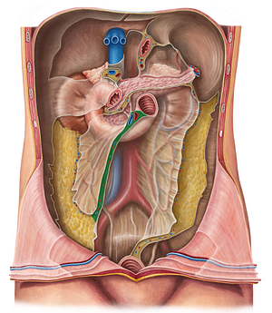 Root of mesentery (#8448)