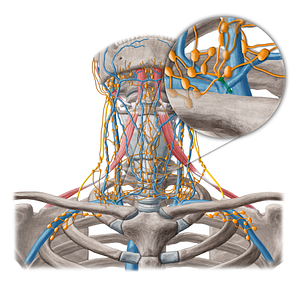 Right lymphatic duct (#20215)