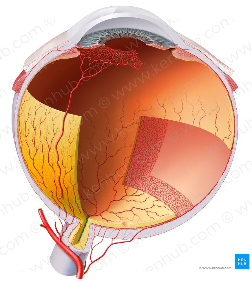 Central retinal artery (#996)