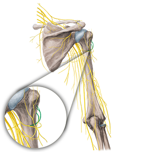 Anterior branch of axillary nerve (#21780)