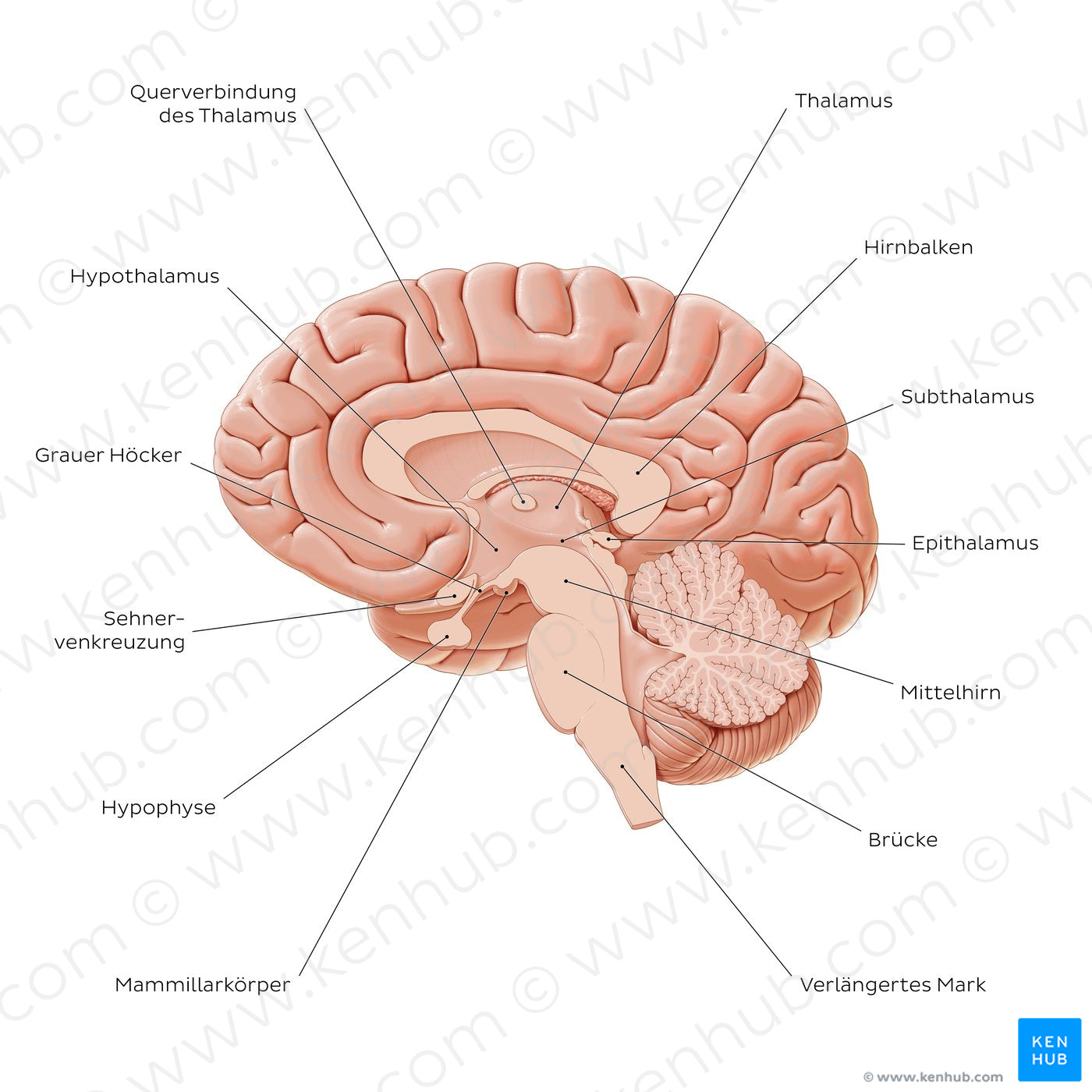 Overview of diencephalon (German)