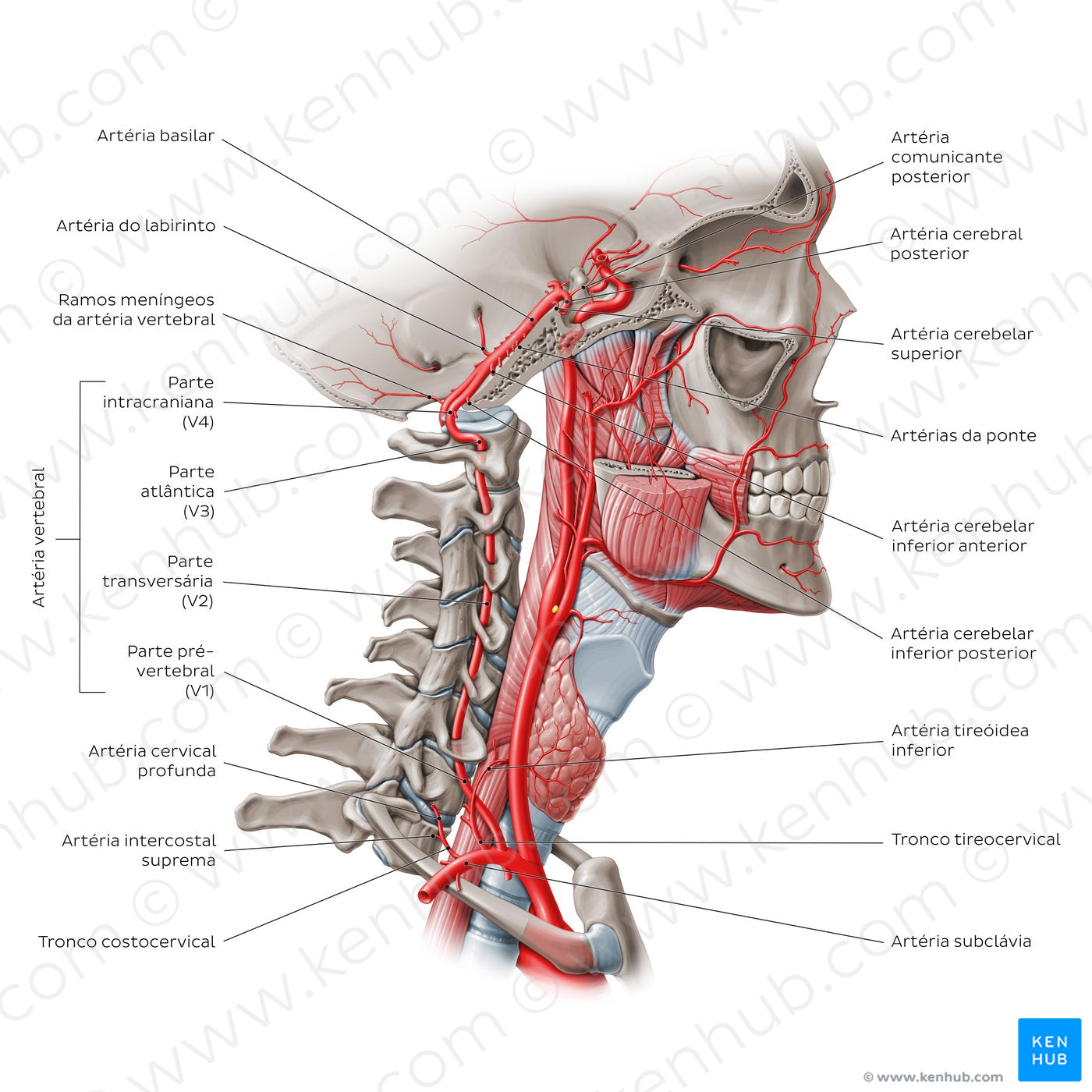 Arteries of the head: Vertebral artery (Portuguese)
