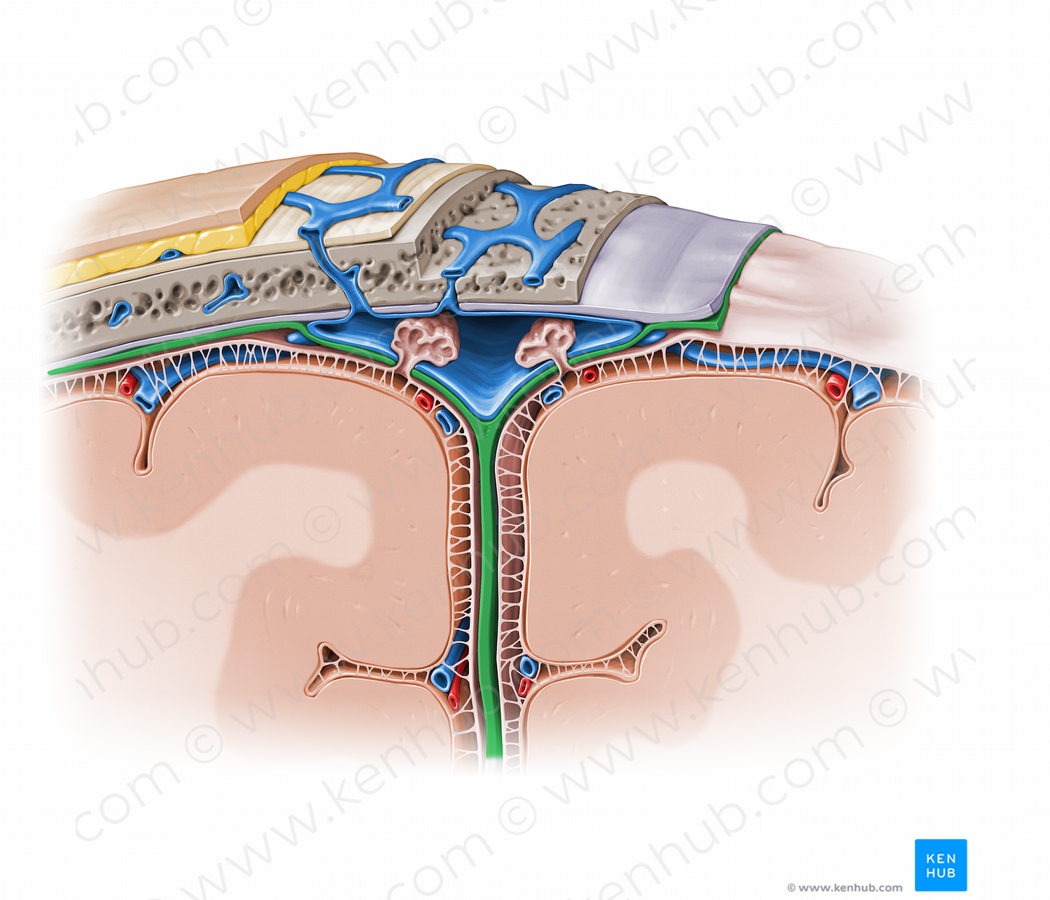 Meningeal layer of cranial dura mater (#13029)