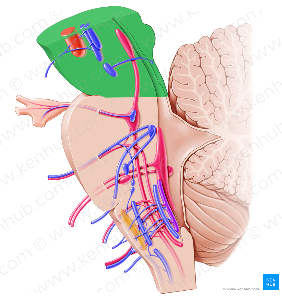 Midbrain (#5064)