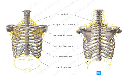 Nerves of the thoracic wall (German)