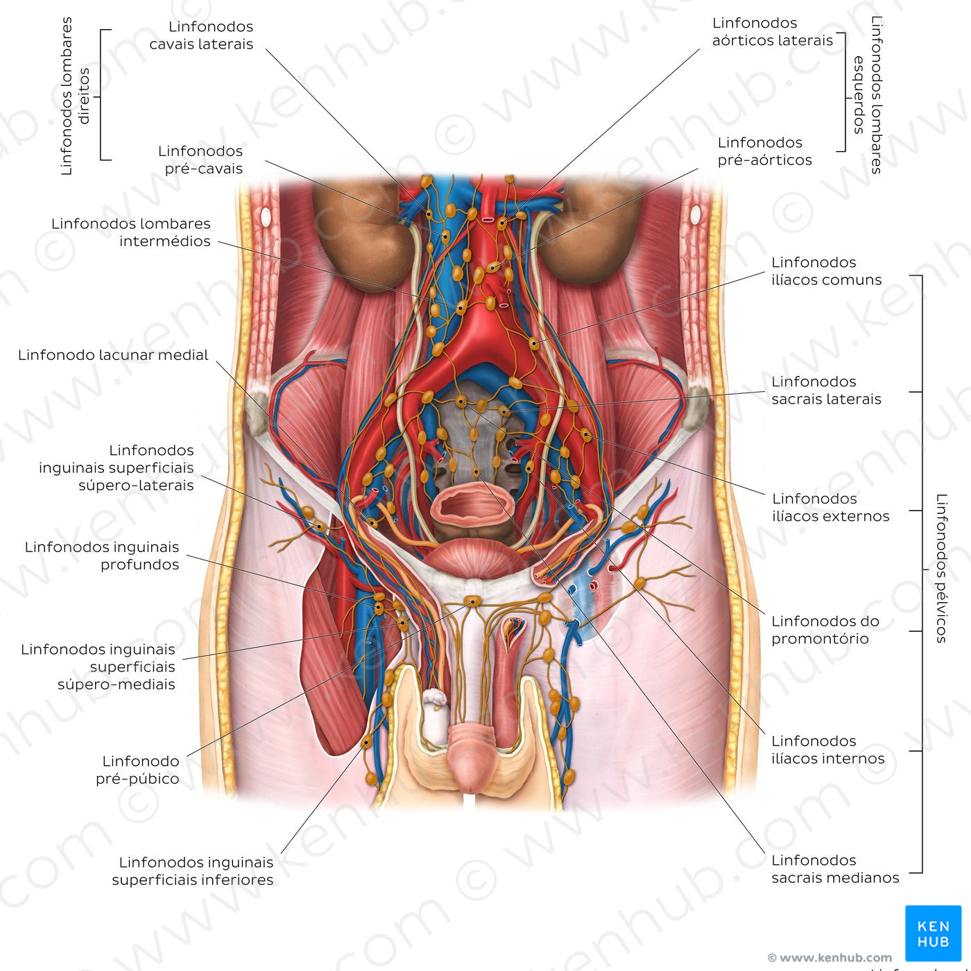 Lymphatics of the male genitalia (Portuguese)