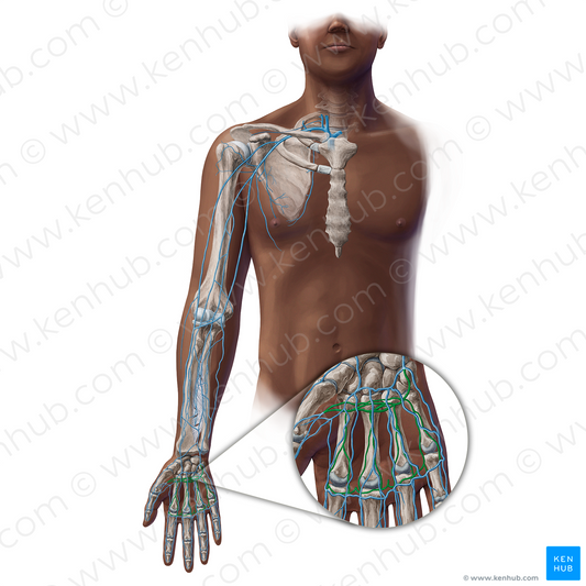 Deep venous palmar arch (#19394)