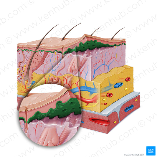 Stratum basale of epidermis (#9161)