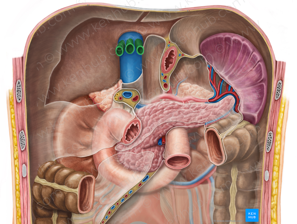 Hepatic veins (#10148)