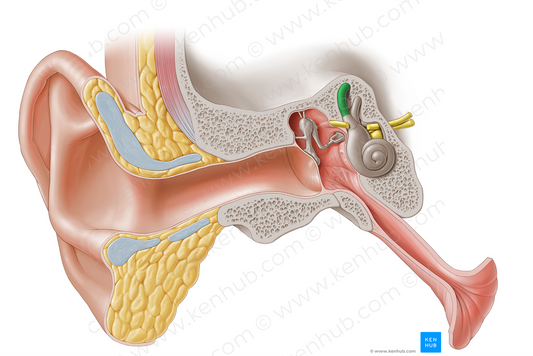 Anterior semicircular canal (#2343)