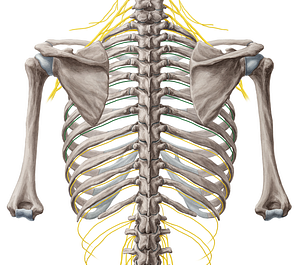 2nd-7th intercostal nerves (#6245)