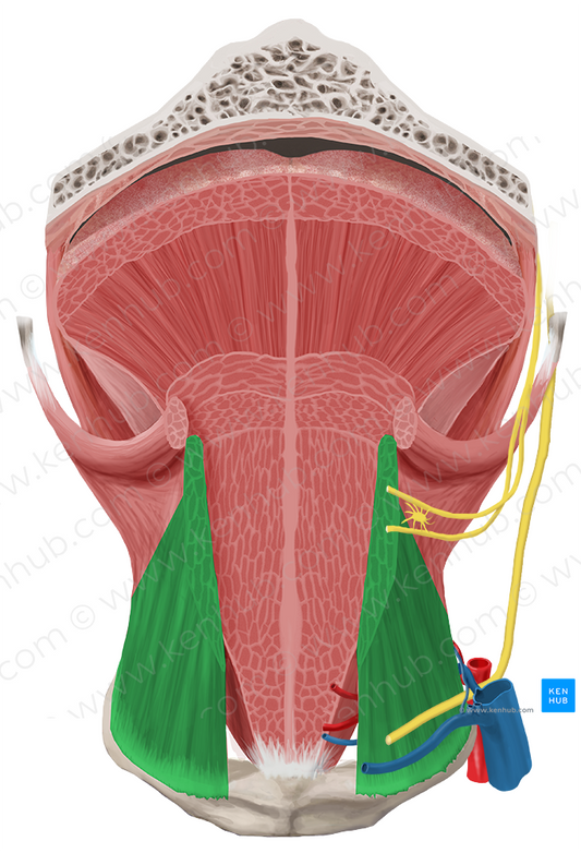 Hyoglossus muscle (#5442)