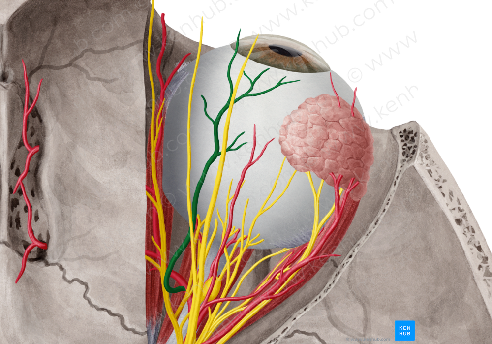 Supraorbital artery (#1865)