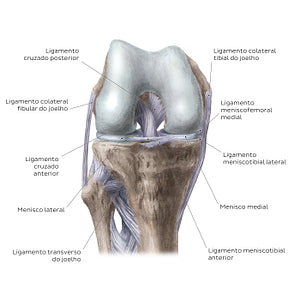 Knee joint: Intracapsular ligaments and menisci (anterior view) (Portuguese)