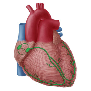 Conducting system of heart (#19743)