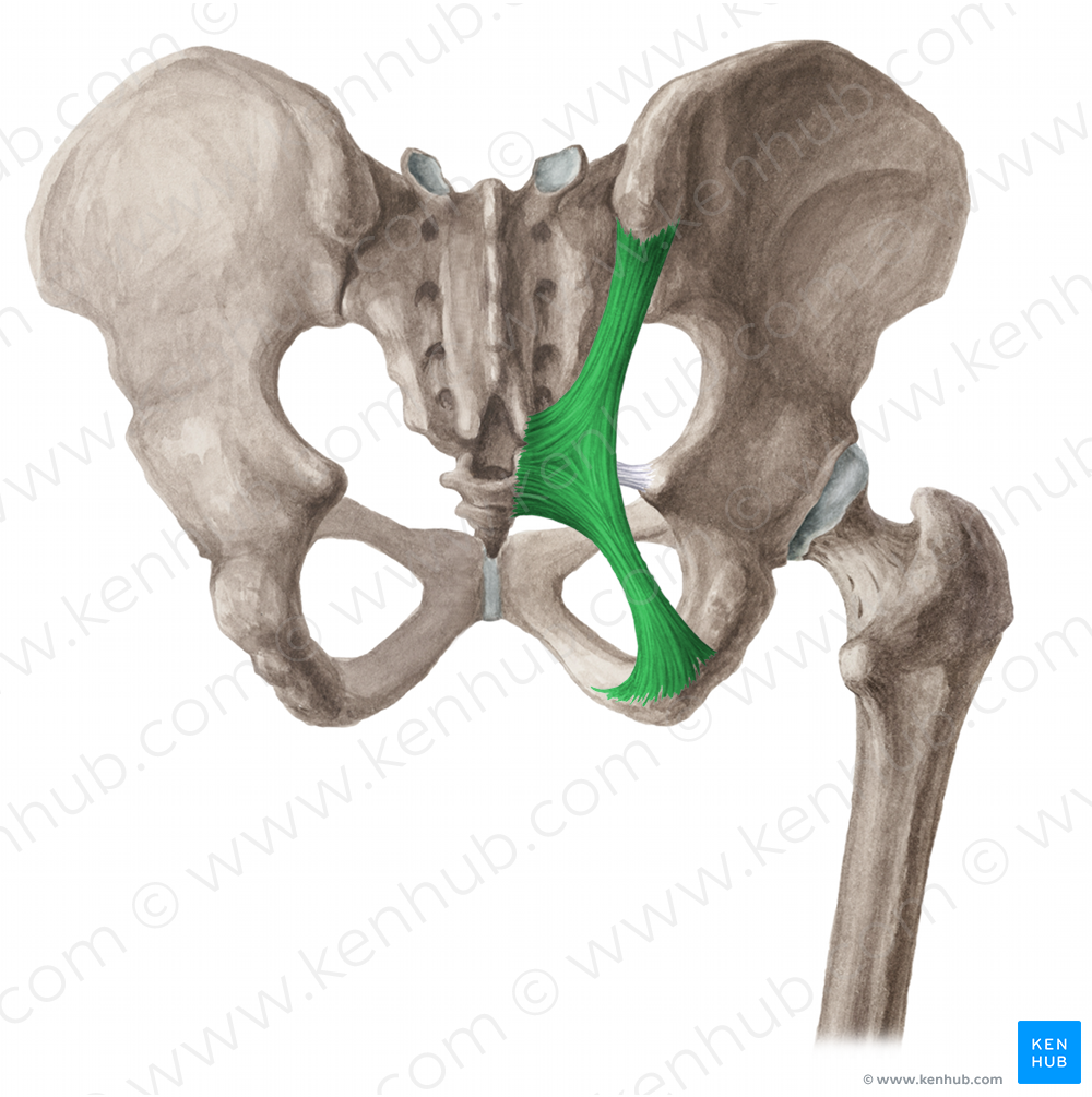 Sacrotuberous ligament (#4614)