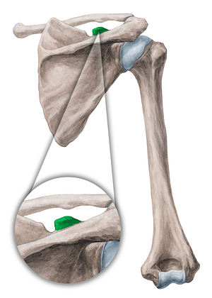 Coracoid process of scapula (#8194)