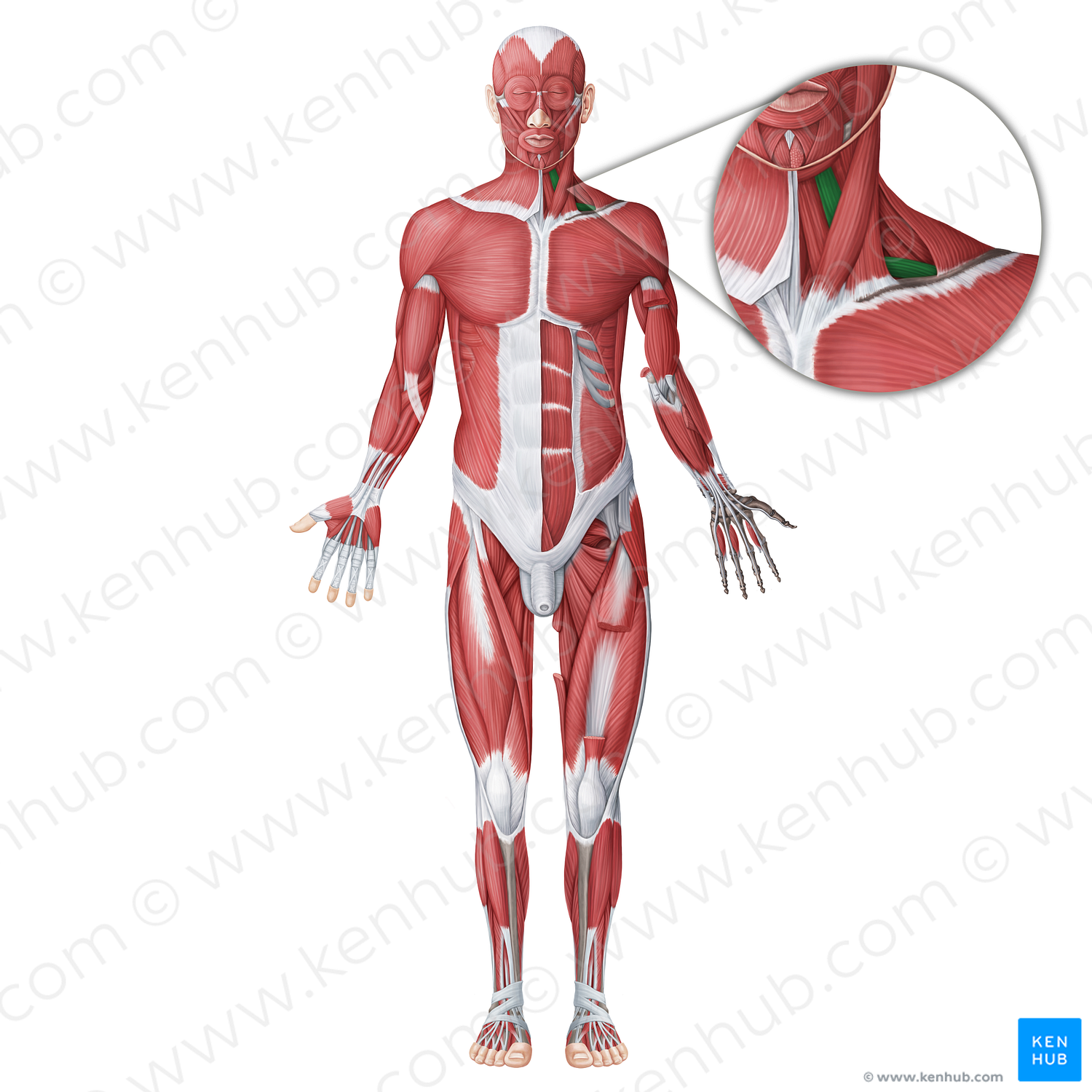 Omohyoid muscle (#18714)