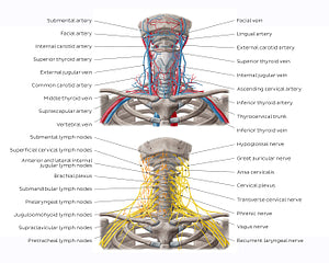 Neurovasculature and lymph nodes of the neck (English)