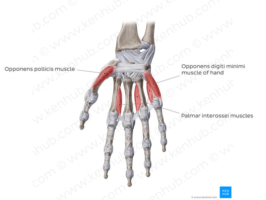 Muscles of the hand: deepest muscles (English)