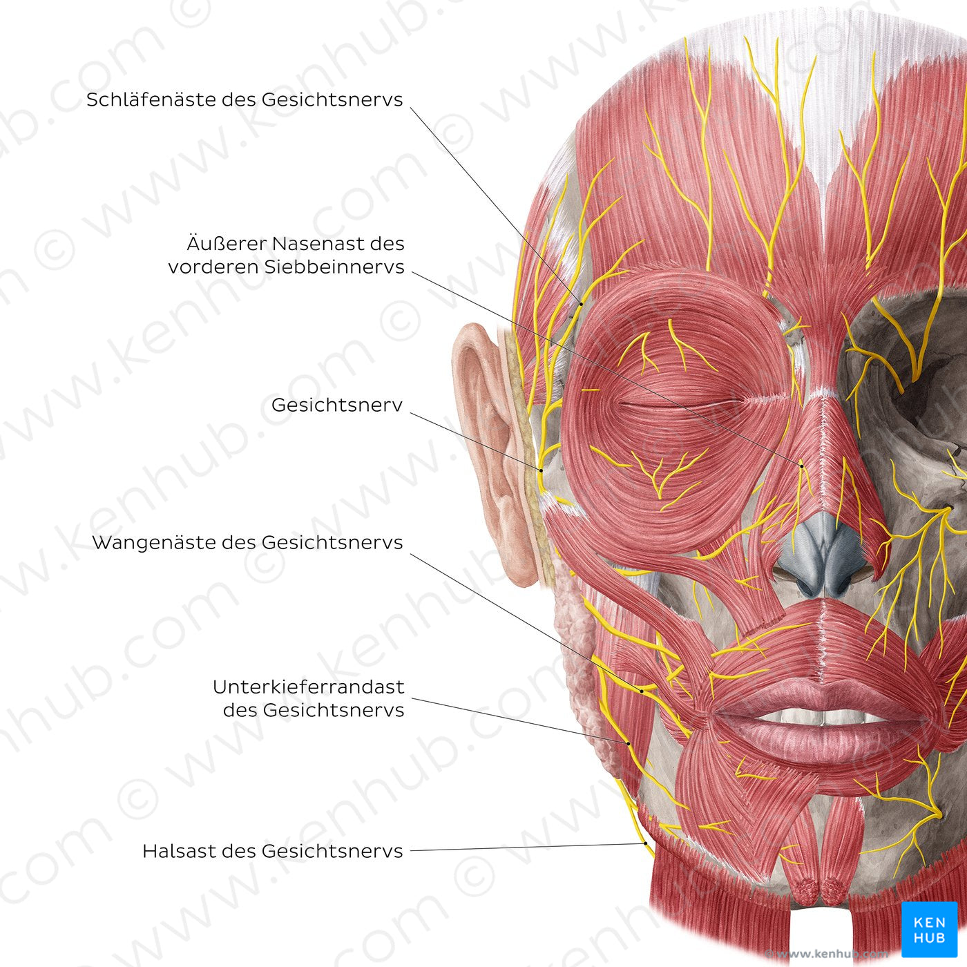 Nerves of face and scalp (Anterior view: superficial) (German)