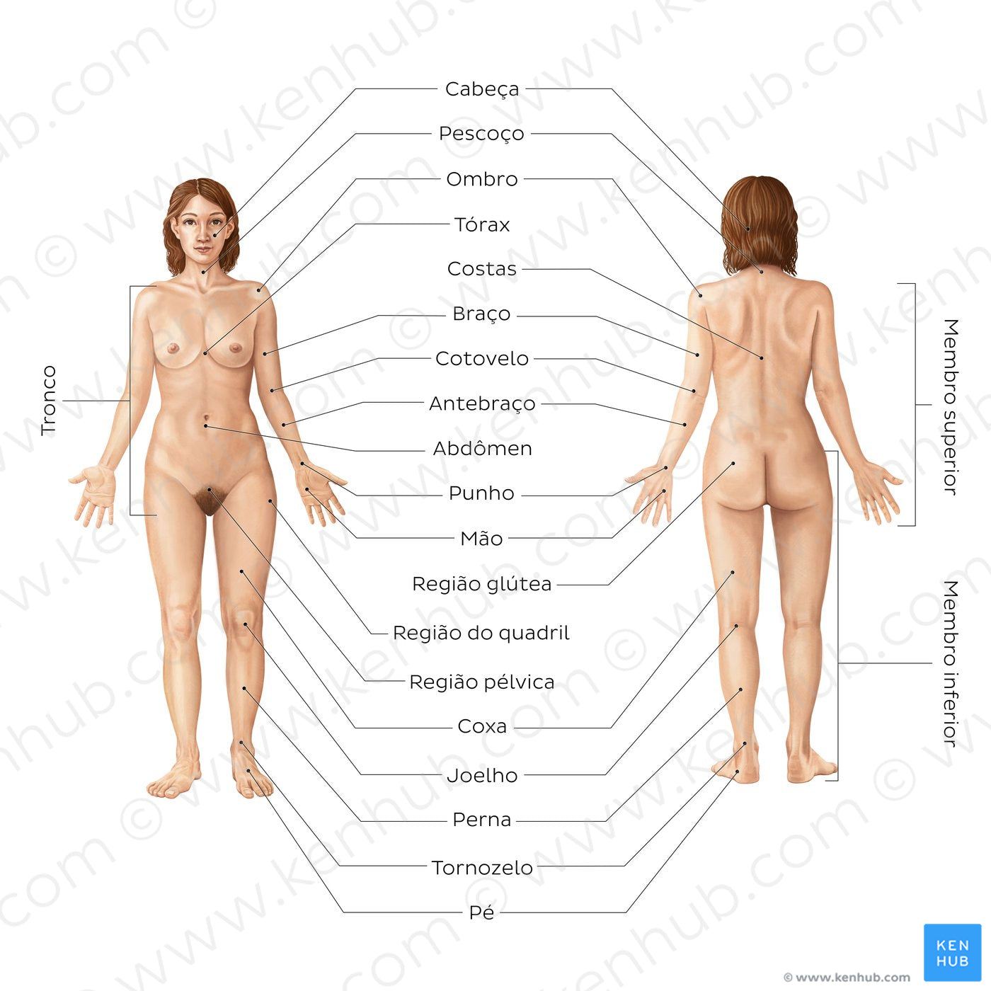 Regions of the body (Portuguese)