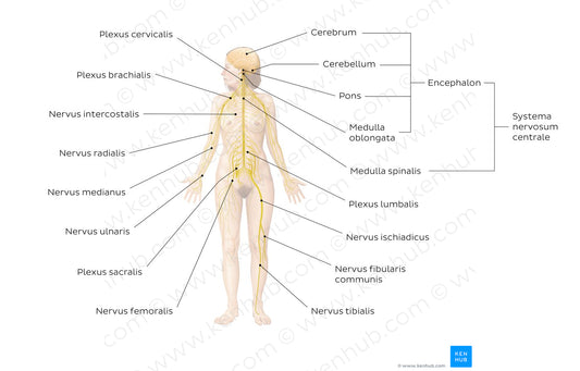 Nervous system (Latin)