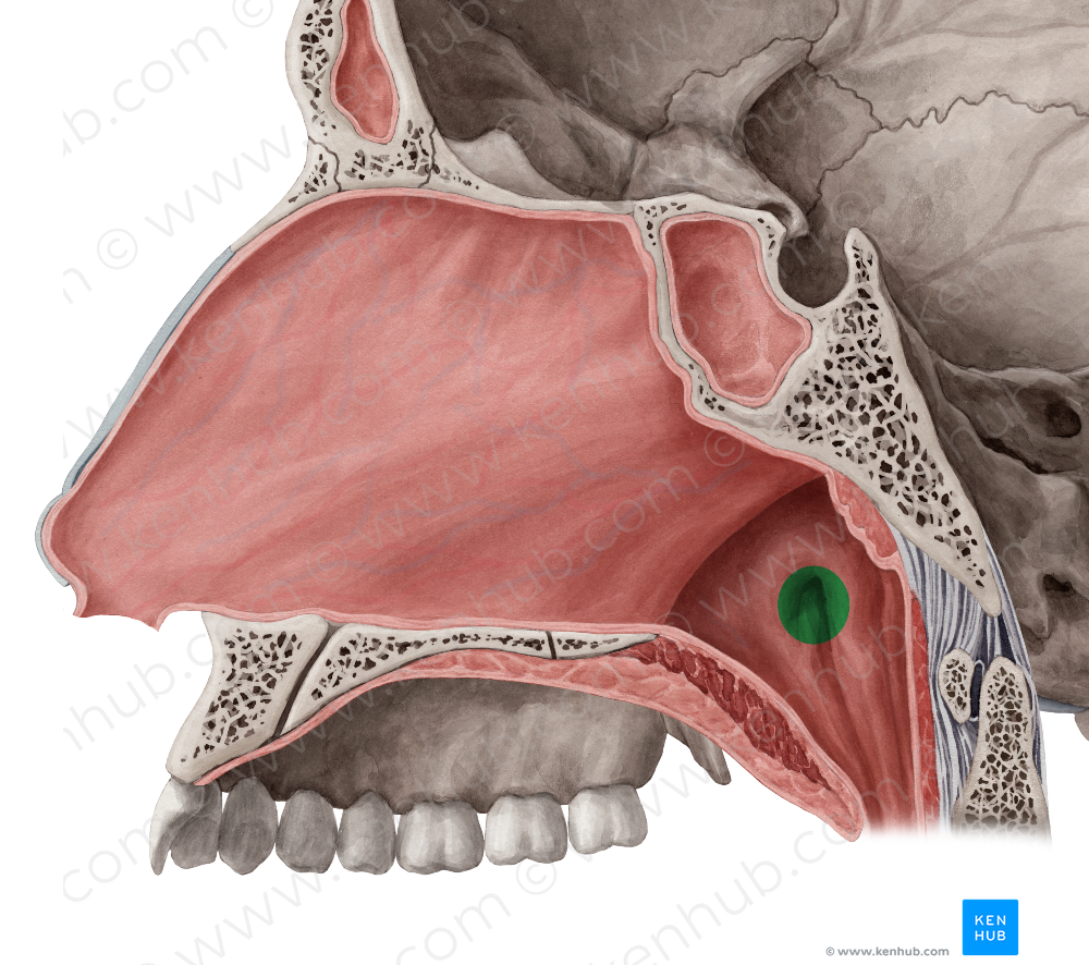 Pharyngeal opening of auditory tube (#7545)