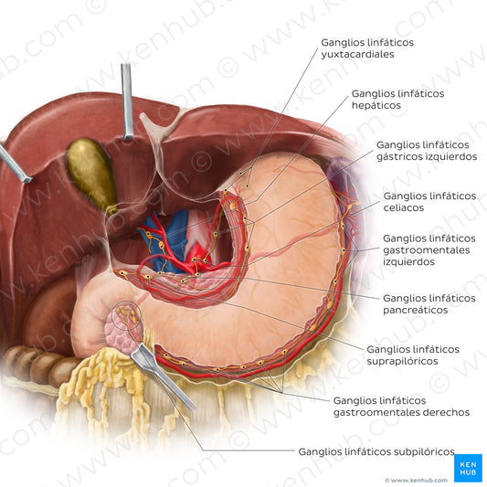 Lymphatics of the stomach and liver (Spanish)