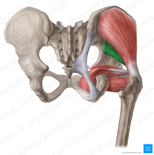 Gluteus minimus muscle (#5430)