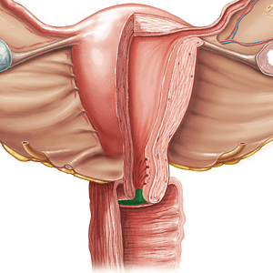 External os of uterus (#7563)