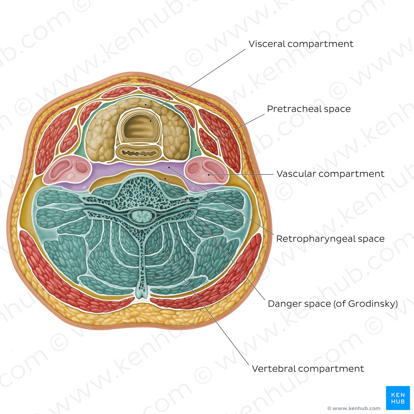 Compartments and spaces of the neck (English)