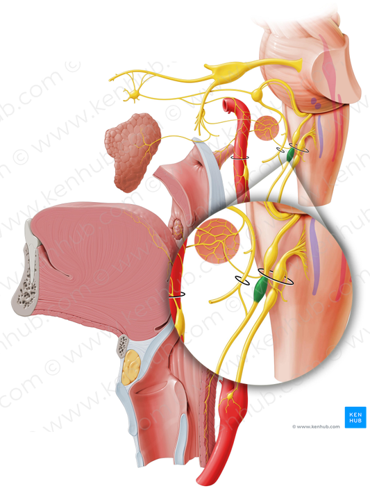 Inferior ganglion of glossopharyngeal nerve (#3975)